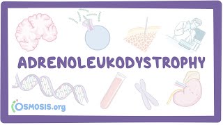 Adrenoleukodystrophy  causes symptoms diagnosis treatment pathology [upl. by Tamanaha541]