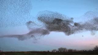 Starling Murmuration Natomas Sacramento California [upl. by Ykcir861]