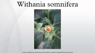 Withania somnifera [upl. by Evannia]