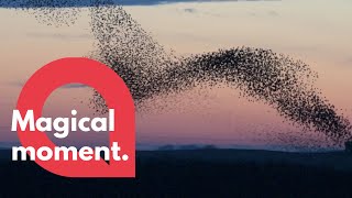 Mesemerising video shows huge murmuration of 30000 starlings  SWNS [upl. by Betti]