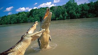 Alligator vs Crocodile [upl. by Ahserkal]