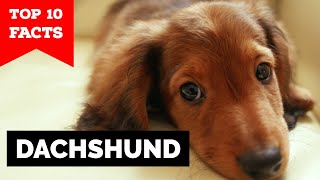 Dachshund  Top 10 Facts [upl. by Etz184]