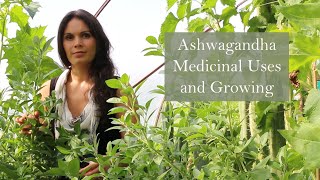 Ashwagandha Withania somnifera with Herbalist Marina Kesso [upl. by Hadias]