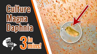 How to culture DAPHNIA MAGNA  The easy way [upl. by Poucher763]