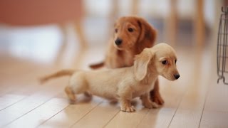 Miniature Dachshund  DOG LOVERS [upl. by Ecinhoj37]