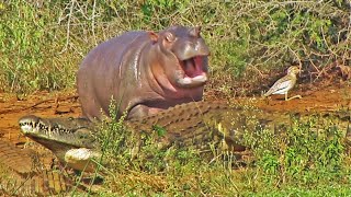 Cute Baby Hippo vs Crocodile and Buffalo [upl. by Cort]