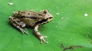 Frog Pond  Build a Pond for Frogs  Part 1 [upl. by Melba]