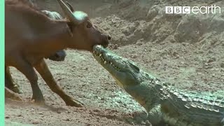 The Nile Crocodile vs Buffalo  Wild Africa  BBC Earth [upl. by Amoihc]