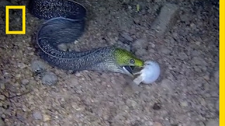 Watch Eel Swallows a Pufferfish Whole  National Geographic [upl. by Thurmond]