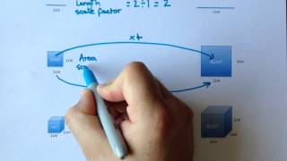 Length area and volume scale factors explained [upl. by Lizzie452]