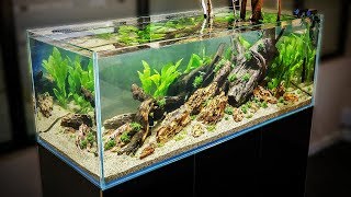 HOW TO AQUASCAPE a 125 gal Nature Aquarium [upl. by Lynsey]