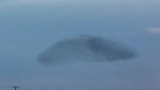 Swooping Starling Murmuration Captured By Cambridgeshire Birdwatcher [upl. by Eerb]