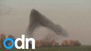 Massive murmuration of starlings in Israels skies [upl. by Ellicul]