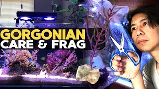 How to Frag amp Grow Gorgonian  Sea Fan 🌊 [upl. by Annoek]