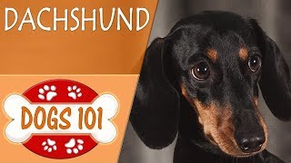 Dogs 101  DACHSHUND  Top Dog Facts About the DACHSHUND [upl. by Lundt]