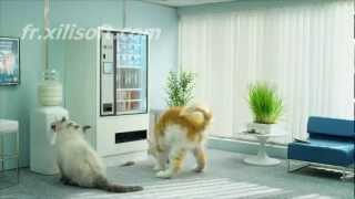 top 5 des pub avec les chat [upl. by Amelina]