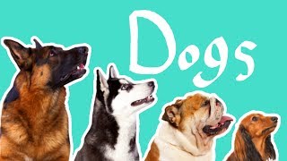 15 Dog Breeds  Dogs for Kids [upl. by Editha]