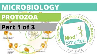 Protozoa  Microbiology  USMLE STEP 1  Part 1 of 3 [upl. by Merril]