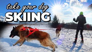 Dog SKIJORING  Dog Skiing Gear  How to Ski with my Dog  Best Winter Dog Sport [upl. by Orna116]