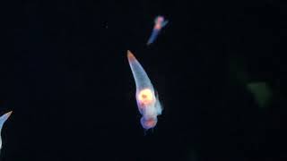 Sea angels  Clione limacina [upl. by Florentia]