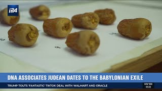 Israeli Scientists Have Revived Ancient Judean Dates From Extinction [upl. by Aihsened603]