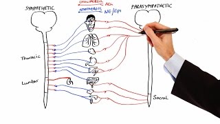 Pharmacology  AUTONOMIC NERVOUS SYSTEM MADE EASY [upl. by Kannan]