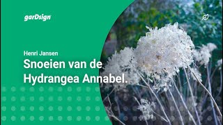 Snoeien van de Hortensia Annabel Hydrangea [upl. by Mastic]