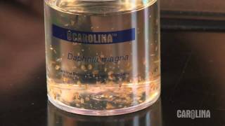 How to Care for Daphnia [upl. by Daloris157]