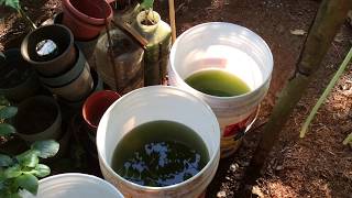 How to grow Green Water Algae [upl. by Seugirdor]