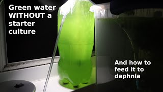 Green Water WITHOUT a Starter Culture  From Scratch  How To [upl. by Ysiad]