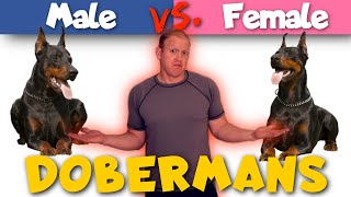 Male vs Female Dobermans How They Are Different [upl. by Murage]