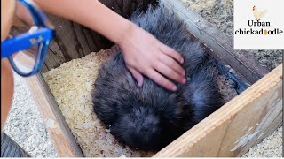 Our Silkie Chicken Is Broody What Should We Do [upl. by Aikcir]