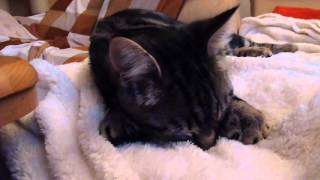 Cute rescue Kitten kneading suckling and purring loud on blanket [upl. by Nnylatsyrk844]