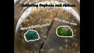 How To Culture Daphnia and Moinas using Green Water Spirulina powder [upl. by Bernetta]