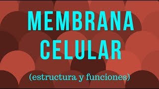 MEMBRANA CELULAR estructura y funciones [upl. by Dalury]