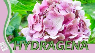 HYDRANGEA For Beginners quotHORTENSIAquot Hydrangea macrophylla Merritts Supreme [upl. by Anaeco]