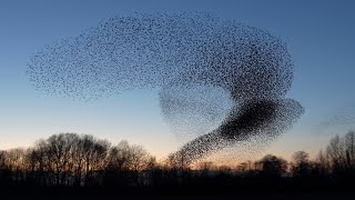 Starling murmuration 2020 Geldermalsen [upl. by Babb]