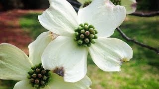 Dogwood Trees And Jesus [upl. by Nanreh564]