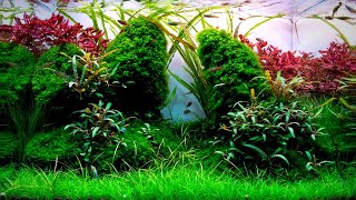 Complete Aquascaping Beginners Guide  Learn ALL The Basics [upl. by Demetri]