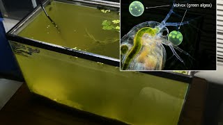 Raising Daphnia for the Freshwater Aquarium [upl. by Kneeland]