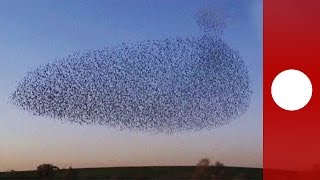 Starling murmuration creates incredible aerial display Israel [upl. by Leuqar]