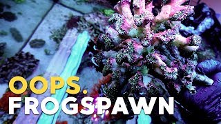 How NOT to Frag Frogspawn Coral [upl. by Udella]