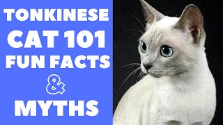 Tonkinese Cats 101  Fun Facts amp Myths [upl. by Evad]