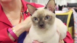 Meet the Tonkinese Cat Breed [upl. by Romie]