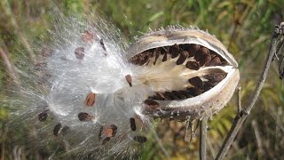 Seed dispersal  The great escape [upl. by Affra]