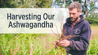 Ashwagandha Root  Growing amp Harvesting on Our Farm  Ayurvedic Herbs [upl. by Iatnahs]