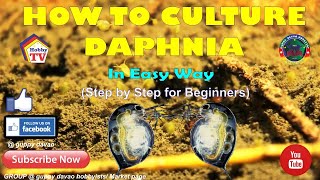 HOW TO CULTURE DAPHNIA In Easy Way [upl. by Sheelagh]