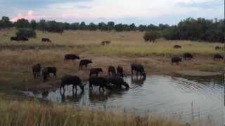 Massive Croc VS 1Ton Buffalo  EPIC FOOTAGE [upl. by Adian]