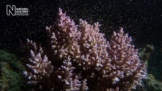 Unlocking the secrets of coral spawning  Natural History Museum [upl. by Azilem]